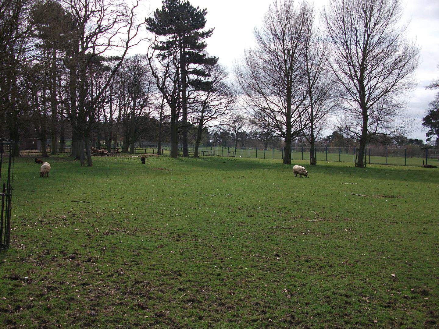 Pozemek jako pastvina dlouhodobě